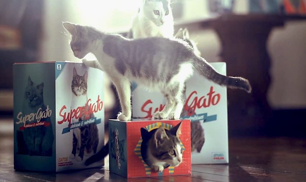 Embalagem de comida para gatos se transforma em diversão para os felinos