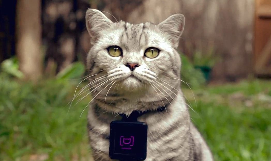 Whiskas lança o Catstacam e transforma seu gato em um usuário do Instagram