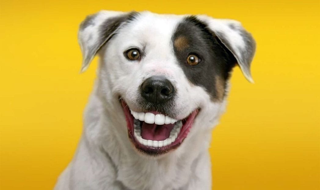 Pedigree coloca dentadura em cães para promover produto contra tártaro