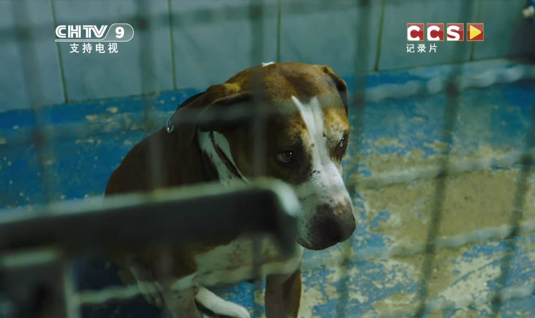 ONG provoca ao falar sobre consumo de carne canina