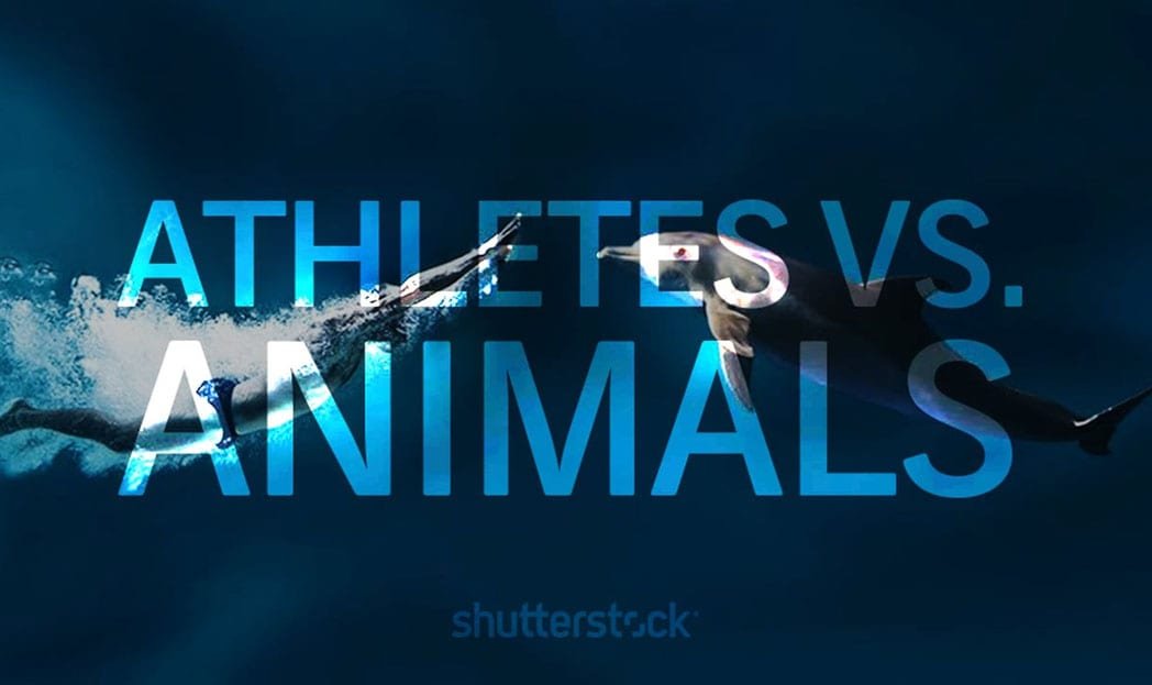Shutterstock mostra as semelhanças entre o Reino Animal e os Atletas Olímpicos